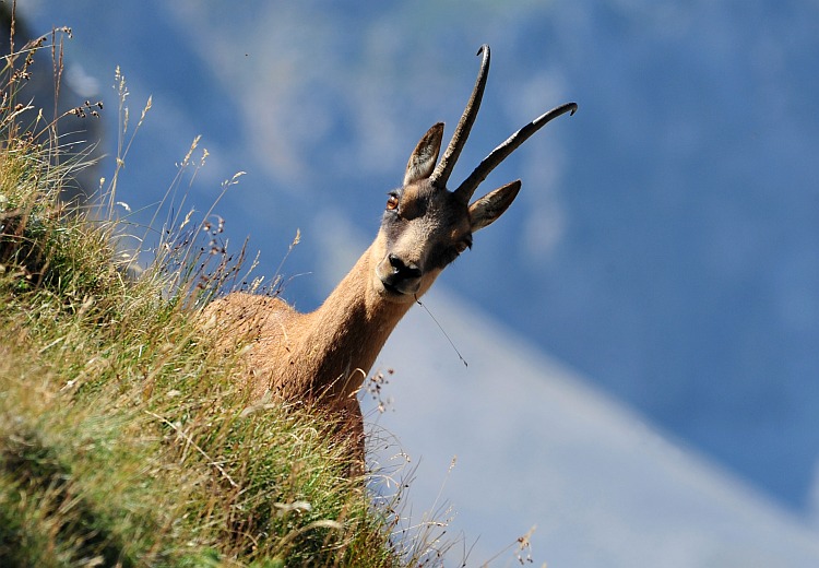Camoscio d''Abruzzo Rupicapra pyrenaica ornata